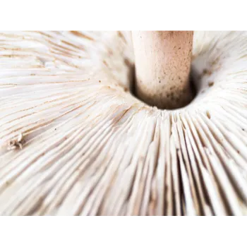 Mushroom (26)-6746521-84213.webp
